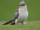 GREAT SPOTTED CUCKOO